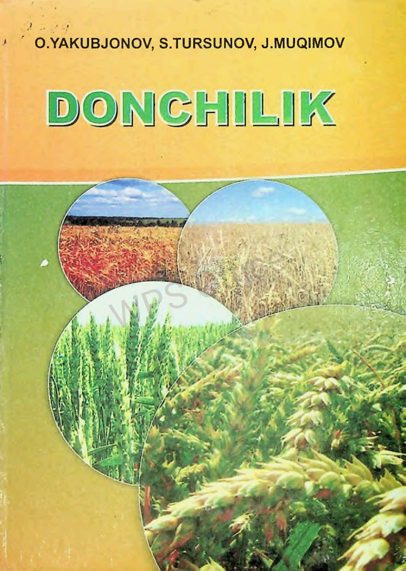 Donchilik